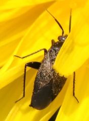 Lepidargyrus ancorifer