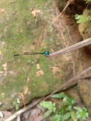 Prodasineura collaris