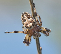 Larinioides suspicax
