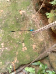 Prodasineura collaris