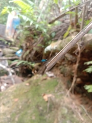 Prodasineura collaris