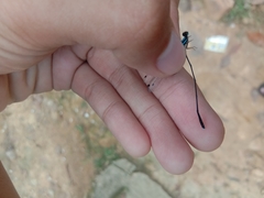 Prodasineura collaris