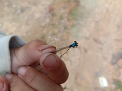 Prodasineura collaris