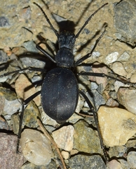 Leptoderis solieri