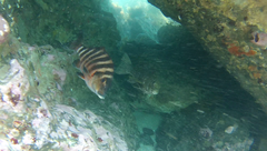 Chirodactylus spectabilis