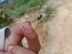 Prodasineura collaris