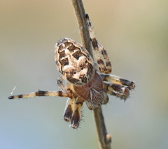 Larinioides suspicax