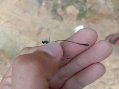 Prodasineura collaris