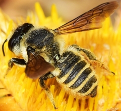 Megachile melanopyga