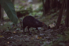 Dasyprocta fuliginosa