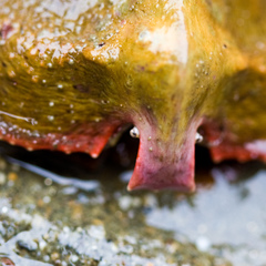 Cryptolithodes sitchensis