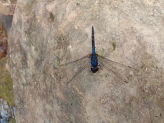 Trithemis festiva