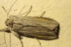 Cucullia umbratica
