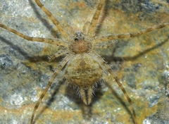 Tama edwardsi