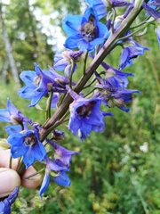 Delphinium retropilosum