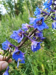 Delphinium retropilosum