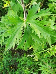 Delphinium retropilosum