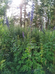 Delphinium retropilosum