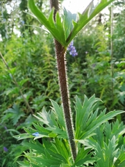 Delphinium retropilosum