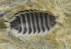 Porcellio hoffmannseggii