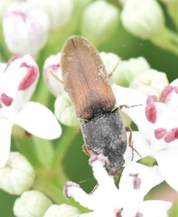 Agriotes ustulatus