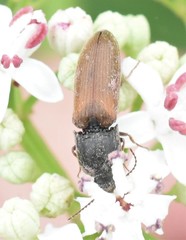 Agriotes ustulatus