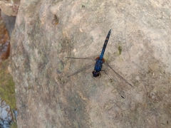 Trithemis festiva