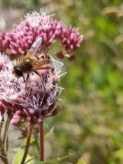 Eristalis tenax