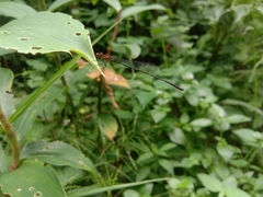 Prodasineura verticalis