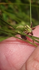 Oreojuncus trifidus