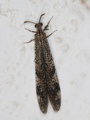 Nesoleon boschimanus
