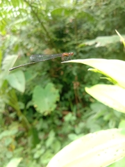 Prodasineura verticalis