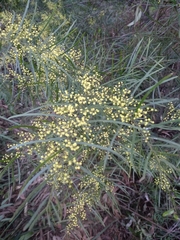 Acacia fimbriata