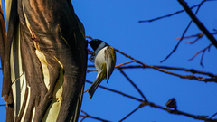 Melithreptus affinis