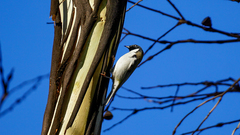 Melithreptus affinis