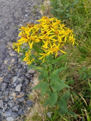 Senecio nemorensis