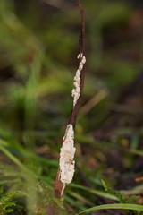 Cordyceps cranstounii