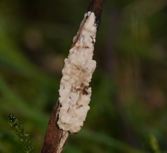 Cordyceps cranstounii