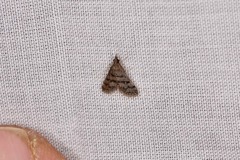 Criophthona trileuca