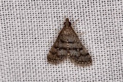 Criophthona trileuca
