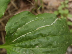 Phytomyza plantaginis
