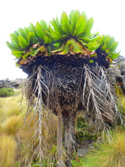 Dendrosenecio keniodendron