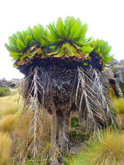 Dendrosenecio keniodendron