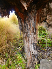 Dendrosenecio keniodendron