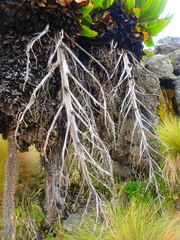 Dendrosenecio keniodendron