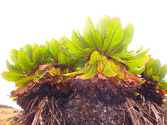 Dendrosenecio keniodendron