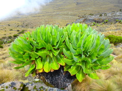 Dendrosenecio keniodendron