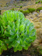 Dendrosenecio keniodendron