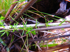 Galium ruwenzoriense