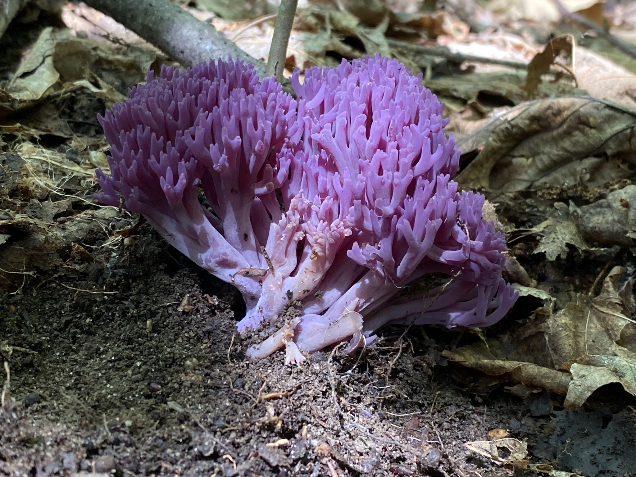 violet coral fungus (Clavaria zollingeri) · iNaturalist